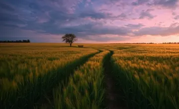 sunset-field-path-lonely-tree-rural-landscape