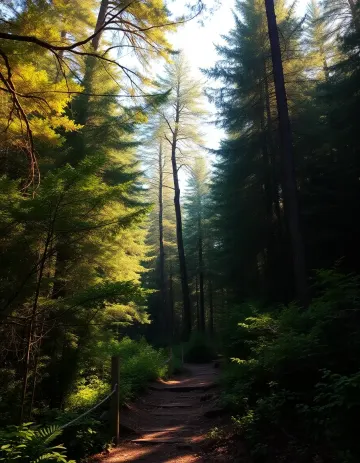 Forest of Golden Shadows