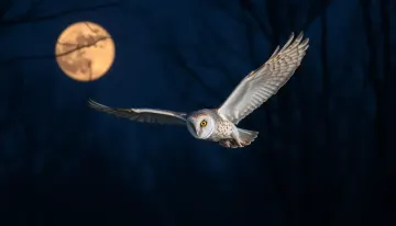 A barn owl