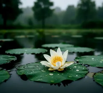 rain-kissed-white-lotus-pond-tranquil
