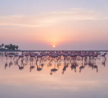 flock-flamingos-sunset-pastel-reflection