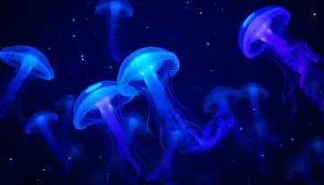 Mystical Jellyfish Glow