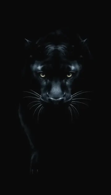 Midnight Black Panther Majesty Mobile Wallpaper