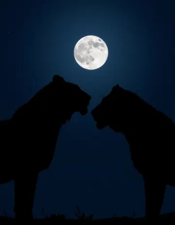 Lions in profile view face each other closely