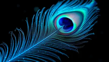 Mystic Peacock Feather