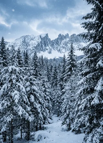 Snow Covered Pine Tree Wallpaper
