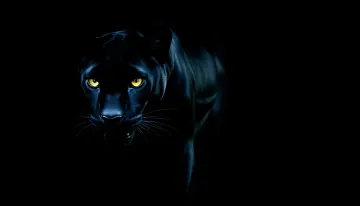 Powerful Black Panther Close-Up 4K