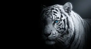 White Tiger Desktop Wallpaper 4k