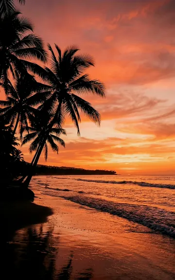 Sunset Palm Tree Silhouette Beach | Moody Orange & Pink 4K Phone Wallpaper