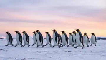 Penguin Parade at Dusk