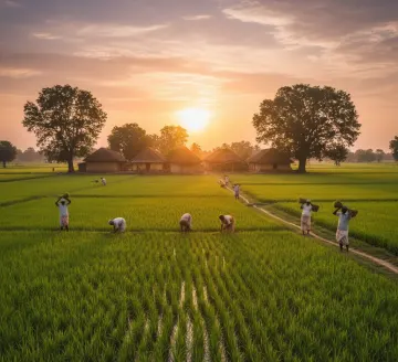 indian-village-paddy-field-sunset-farmers-working
