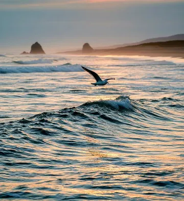 ocean-glide-seagull-sunset-coastal-wave