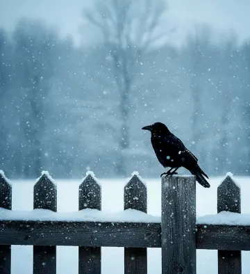 crow-frosted-fence-snowfall-muted-winter