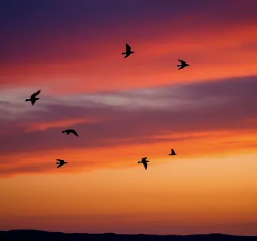 sunset-birds-silhouette